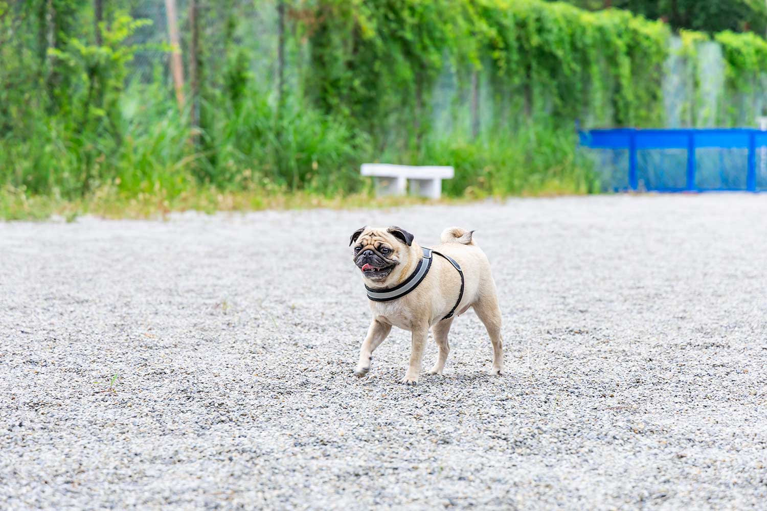 愛犬とのご宿泊